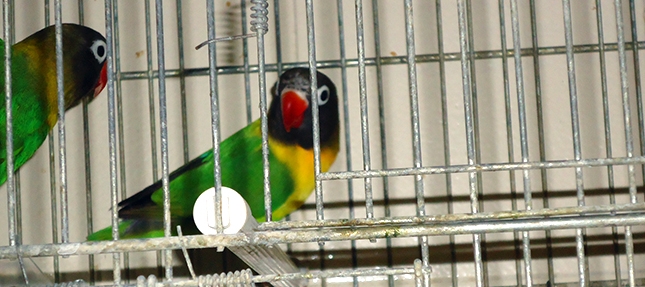 CURIOSITA’: PAPPAGALLI “CLANDESTINI” SEQUESTRATI IN UN NEGOZIO