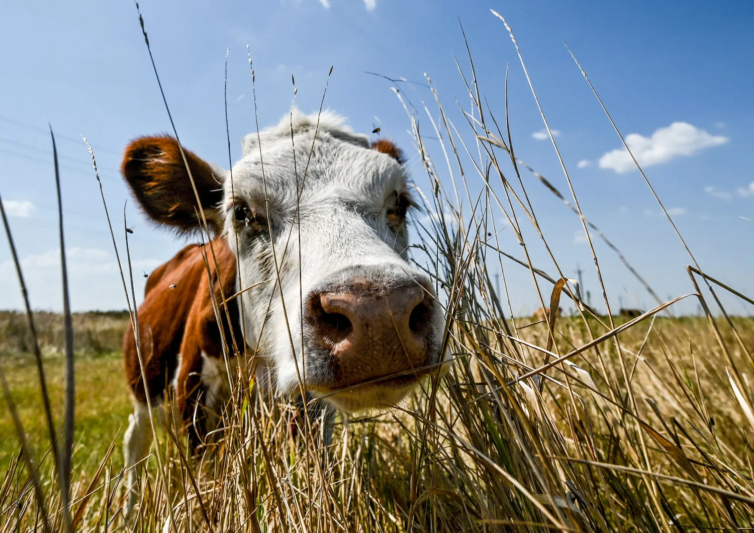 Nasce Hilda la mucca che non inquina: è geneticamente modificata